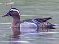 Garganey